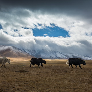 Altai - Yaks